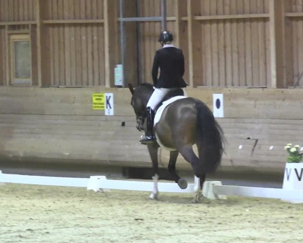 1. Hallen Dressurturnier des Riders Club Luxembourg 2017