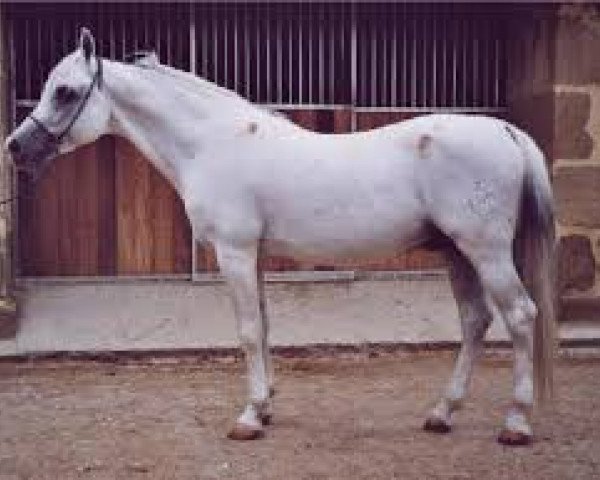 Deckhengst El Namib ox (Vollblutaraber,  , von Galero ox)