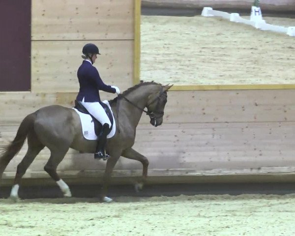 1. Hallen Dressurturnier des Riders Club Luxembourg 2017