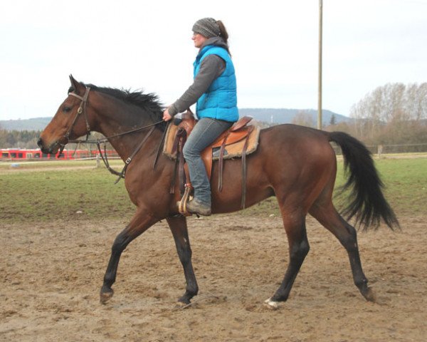 horse Salman (Arabian purebred, 2011, from Dormane 1984 ox)