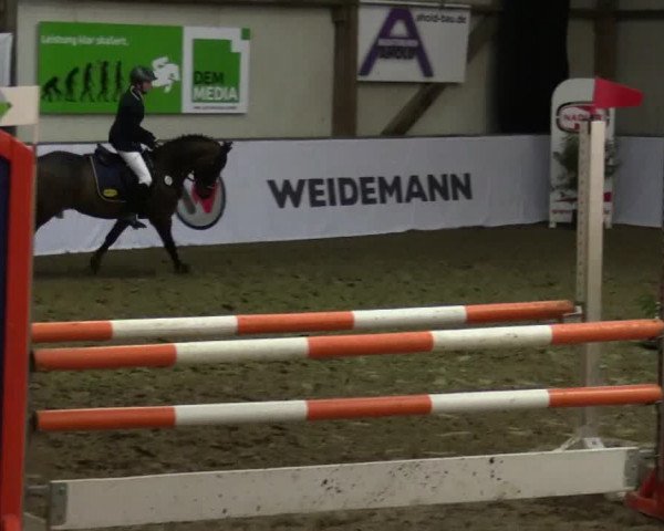 Reitturnier Barlo-Bocholt 2017