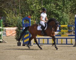 Springpferd Whisky O (Westfale, 2011, von Wizzerd WV)