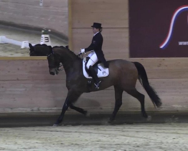 1. Hallen Dressurturnier des Riders Club Luxembourg 2017