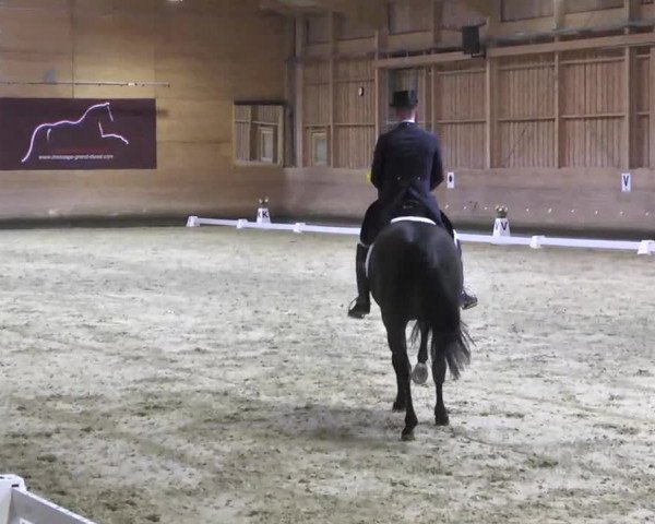 1. Hallen Dressurturnier des Riders Club Luxembourg 2017
