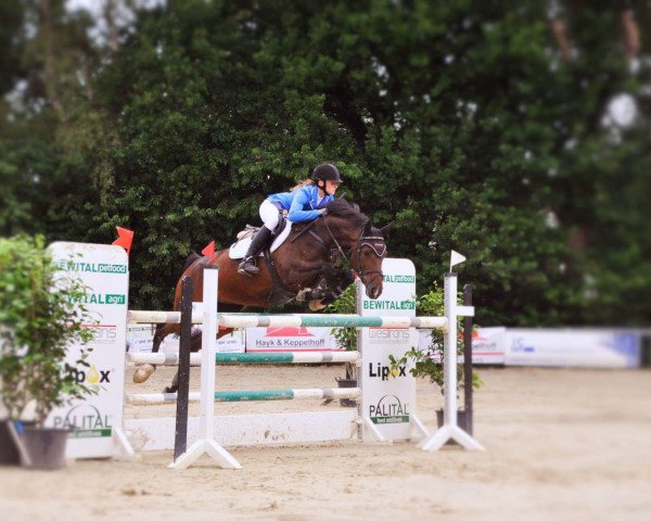 broodmare Cindy O (Westphalian, 2009, from Cornado II)