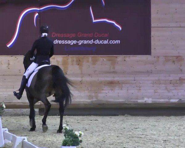 1. Hallen Dressurturnier des Riders Club Luxembourg 2017