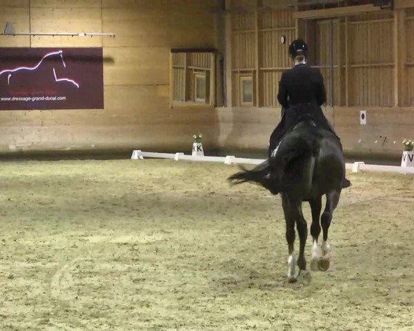 1. Hallen Dressurturnier des Riders Club Luxembourg 2017