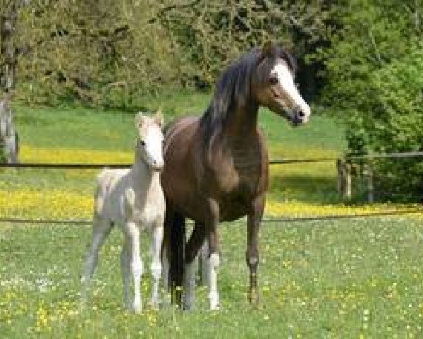 broodmare Giglbergs Jellydrop (Welsh-Pony (Section B), 2009, from Thornberry Royal Diplomat)