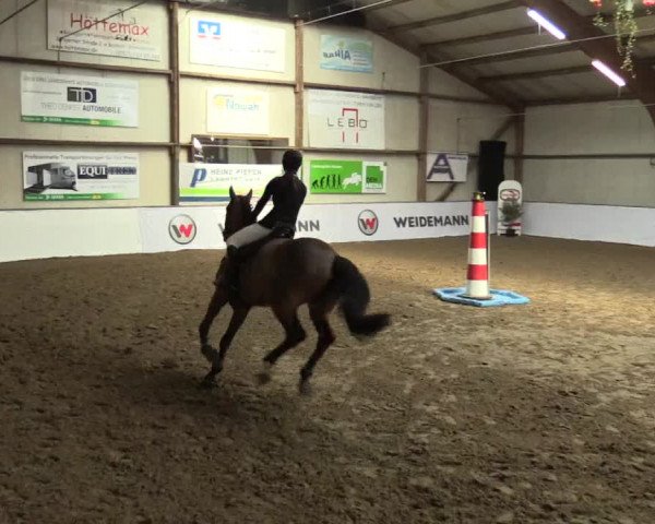 Reitturnier Barlo-Bocholt 2017