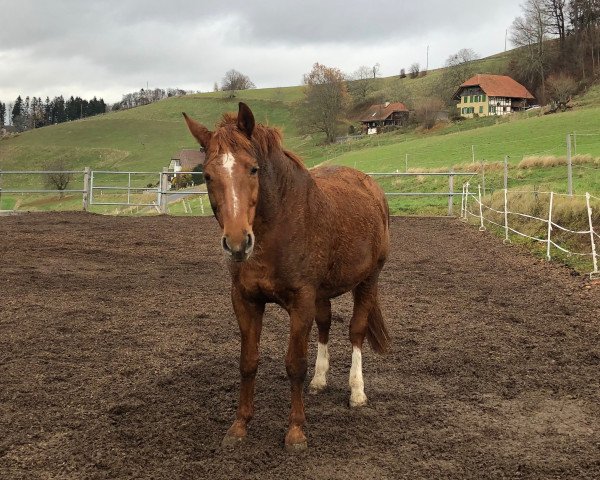Pferd Silvana 101 (Bayer, 1996, von Roy Black)