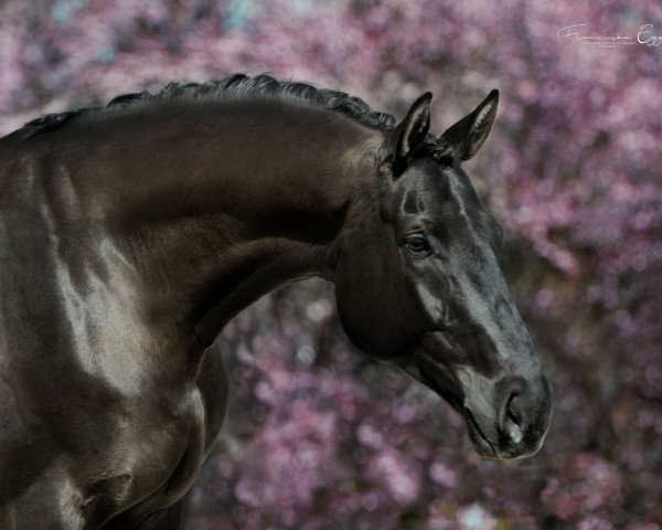dressage horse Clückspilz (Hanoverian, 2015, from Christ)