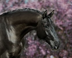 dressage horse Clückspilz (Hanoverian, 2015, from Christ)