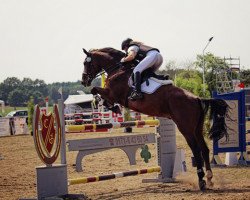 jumper Contefinn (Holsteiner, 2008)