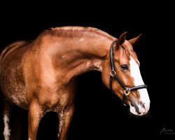 jumper Silent Son W (German Riding Pony, 2016, from Silent Hill B)