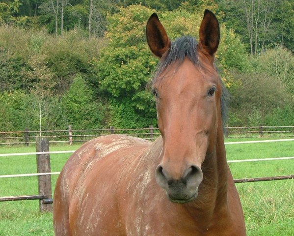 broodmare Vivian (Westphalian, 2011, from Vitalis)