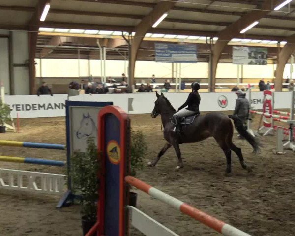 Reitturnier Barlo-Bocholt 2017