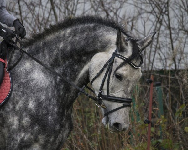 Zuchtstute Lancara Croft (Deutsches Sportpferd, 2012, von DSP Colfosco)