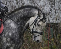 broodmare Lancara Croft (German Sport Horse, 2012, from DSP Colfosco)