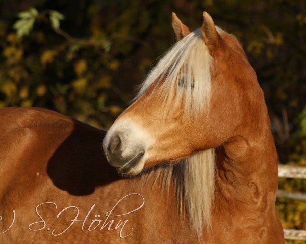 Dressurpferd Luna 2060 (Haflinger, 2013, von Novill) Dressurpferd Luna 2060 (Haflinger, 2013, von Novill)