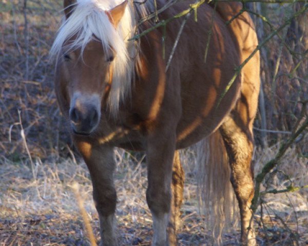 Dressurpferd Heros (Haflinger, 2000, von Humbold (1,57% ox))