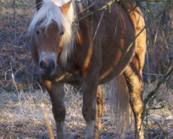 dressage horse Heros (Haflinger, 2000, from Humbold (1,57% ox))