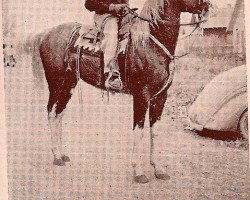 stallion Borkaan ox (Arabian purebred, 1937, from Ribal 1920 ox)