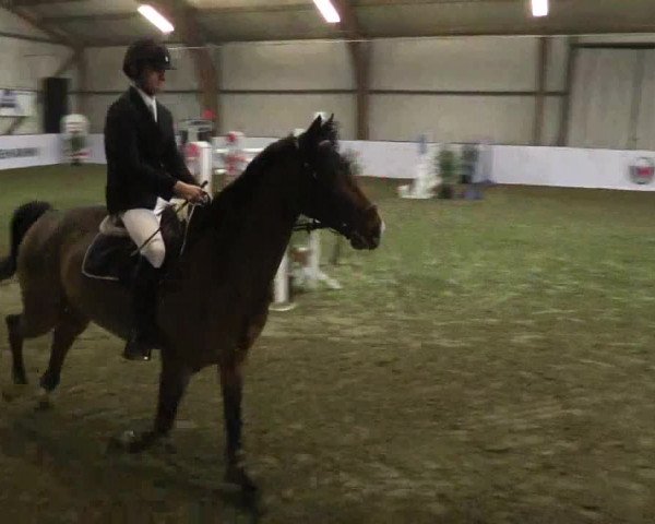 Reitturnier Barlo-Bocholt 2017