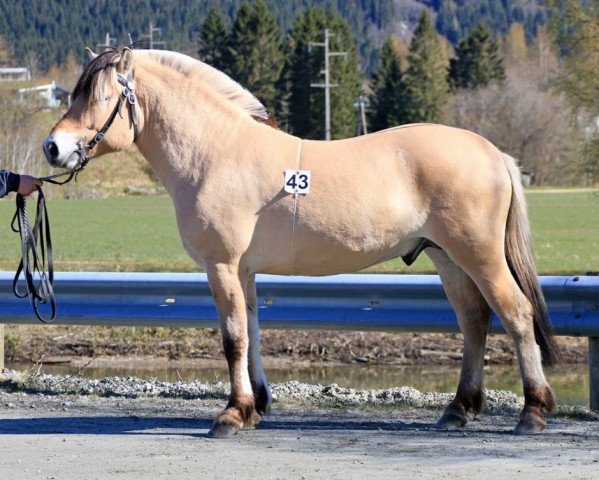horse Solhaugens Perfekt (Fjord Horse, 2018, from Rudsmo Råssar 13 F)