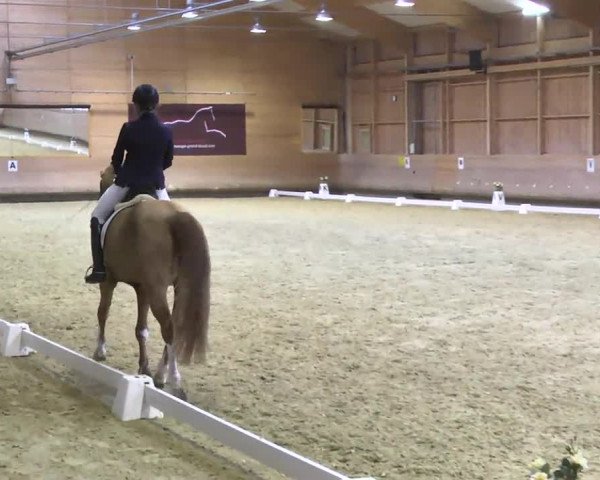 1. Hallen Dressurturnier des Riders Club Luxembourg 2017