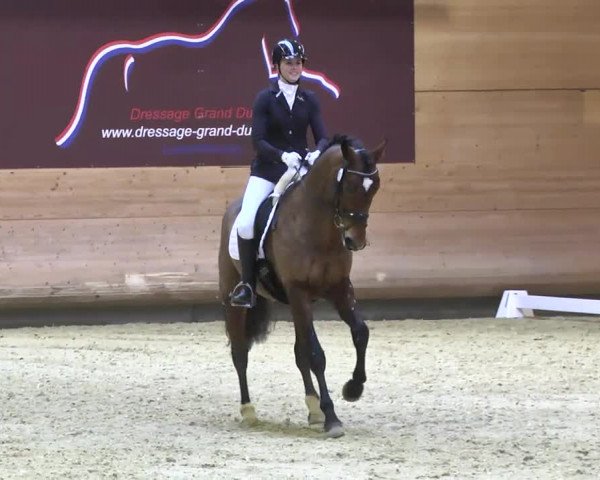 1. Hallen Dressurturnier des Riders Club Luxembourg 2017