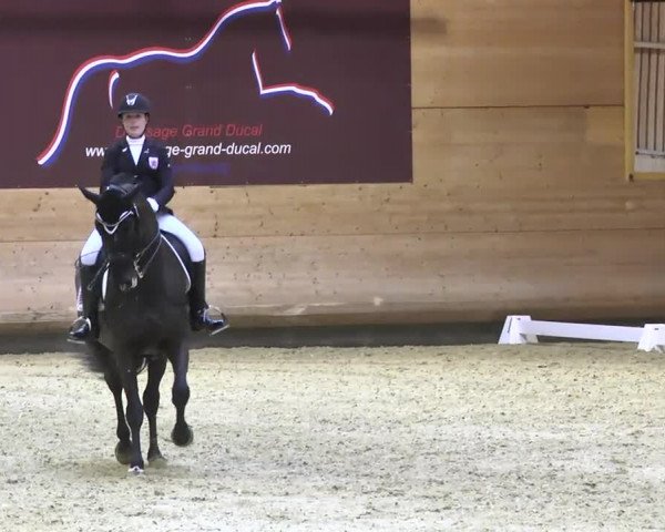 1. Hallen Dressurturnier des Riders Club Luxembourg 2017