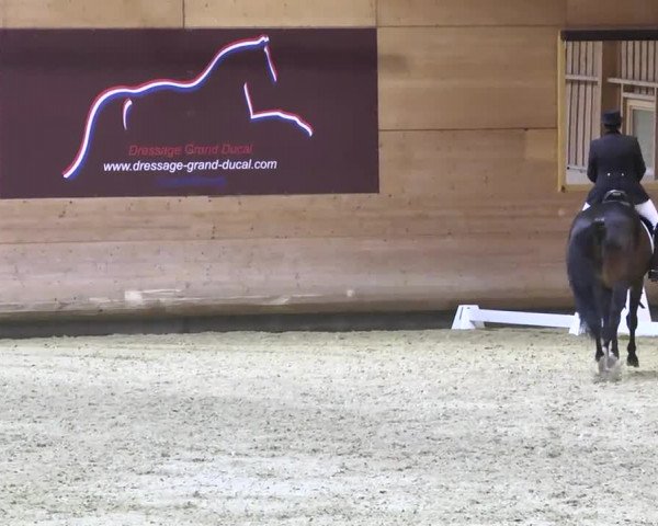 1. Hallen Dressurturnier des Riders Club Luxembourg 2017