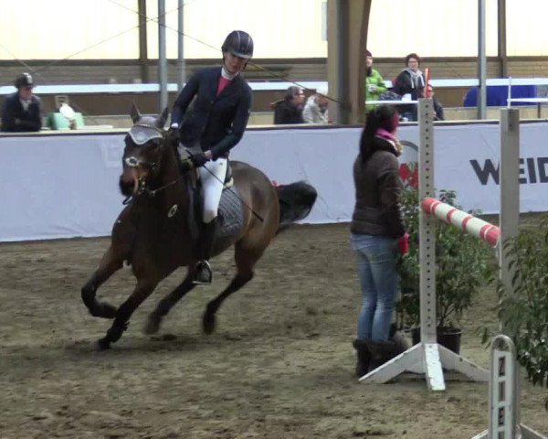 Reitturnier Barlo-Bocholt 2017