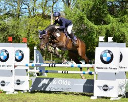 broodmare Coline 17 (Holsteiner, 2009, from Cassiano)
