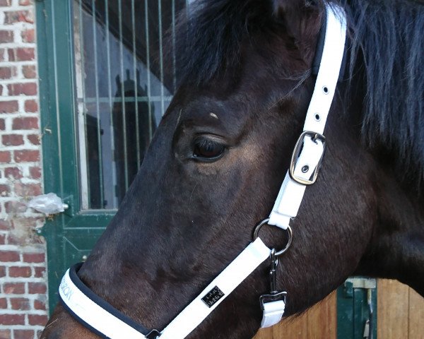 horse Avenger (Westphalian, 2015, from All At Once)