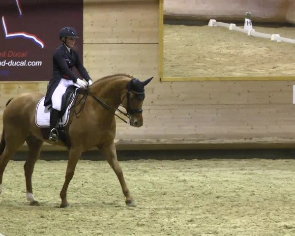 1. Hallen Dressurturnier des Riders Club Luxembourg 2017
