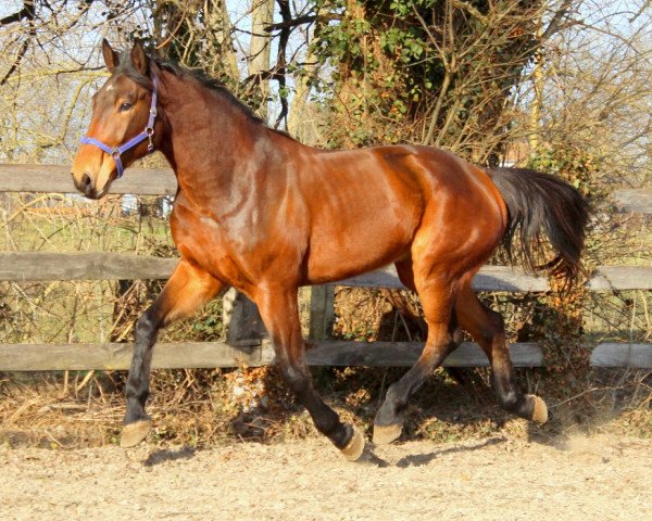 horse Kaminko (KWPN (Royal Dutch Sporthorse),  , from Ephebe For Ever)