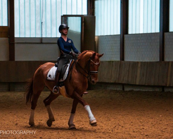 dressage horse Leandro 160 (Rhinelander, 2004, from Laudabilis)