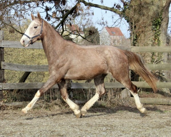 Pferd Le Clarimo (KWPN (Niederländisches Warmblut), 2016, von El Clarimo)