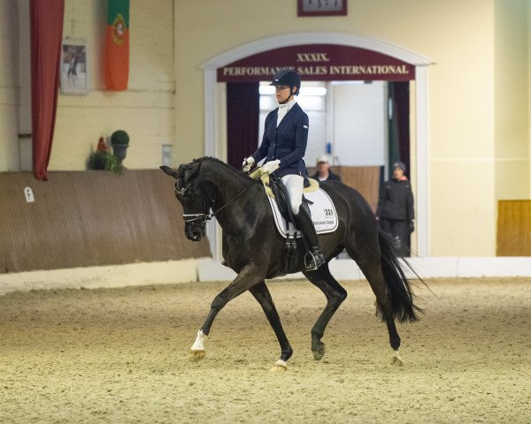 dressage horse Weihefuerstin A (Oldenburg, 2014, from Fürst Romancier)