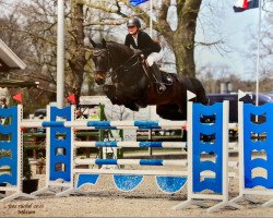 jumper Exellent 9 (Hanoverian, 2006, from El Bonito)