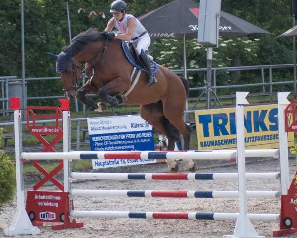 broodmare Beauty Queen Z (Belgian Warmblood, 2013, from Big Star Jr KZ)