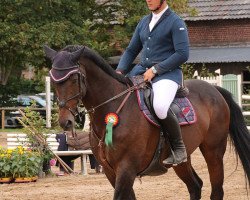 Springpferd Lupus (Westfale, 2004, von Lancer III)