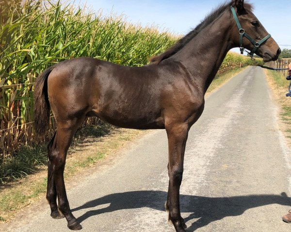 horse Hengst von Glamourdale / Soliman de Hus / Connery/T. (Westphalian, 2018, from Glamourdale)
