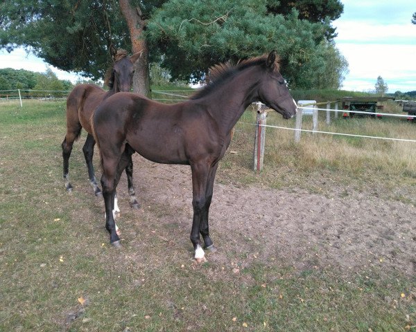 jumper I'm Special For You (German Sport Horse, 2017, from I'm Special de Muze)