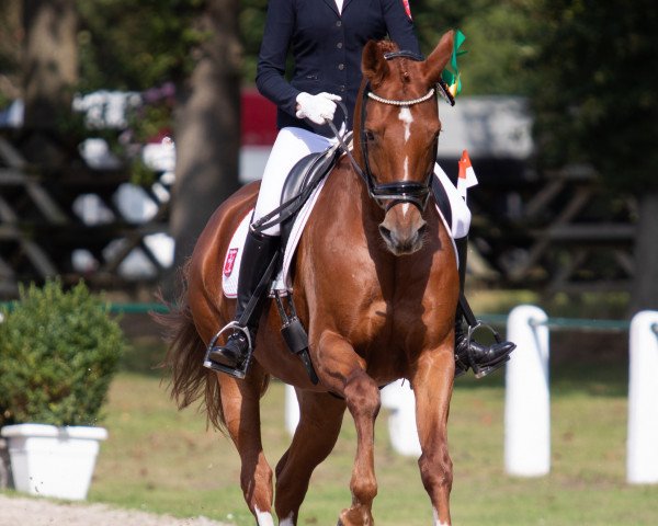 broodmare Quinya (Hanoverian, 2009, from Quaterback)