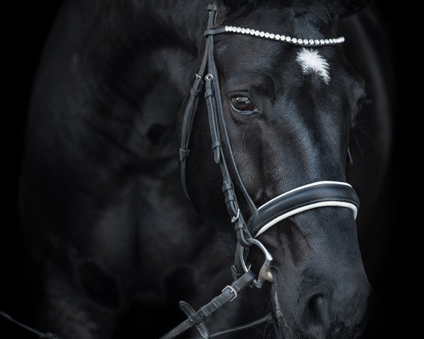 dressage horse Sir Robin RV (Westphalian, 2013, from Sunday)