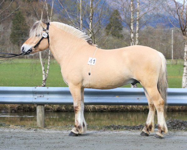 horse Langedrags Mykle (Fjord Horse, 2018, from Myklemann N-00-2653)