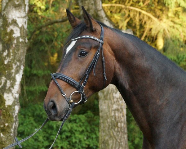 Dressurpferd RPZ Caribiano (Deutsches Sportpferd, 2014, von Coal Diamond) Dressurpferd RPZ Caribiano (Deutsches Sportpferd, 2014, von Coal Diamond)