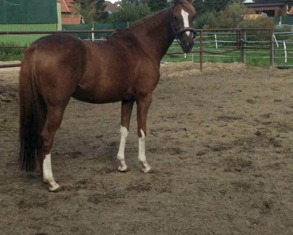 Zuchtstute Kessy (Deutsches Reitpony, 2003, von Madison)